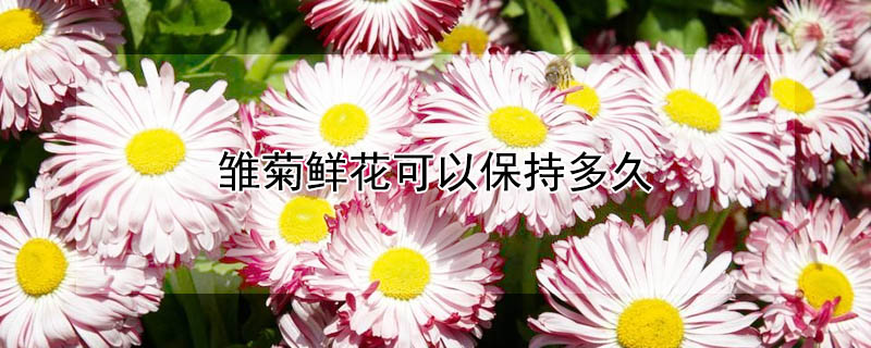 雏菊鲜花可以保持多久