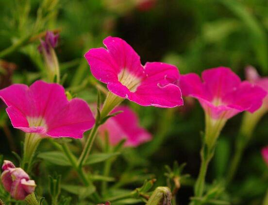 牵牛花怎么修剪，牵牛花修剪方法