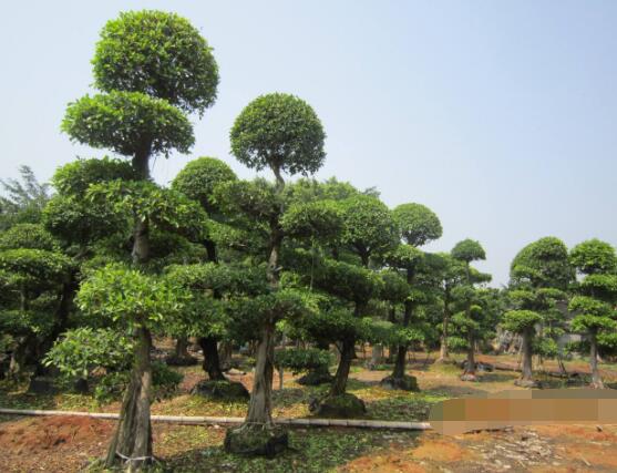 榕树可以水培吗，榕树水培方法