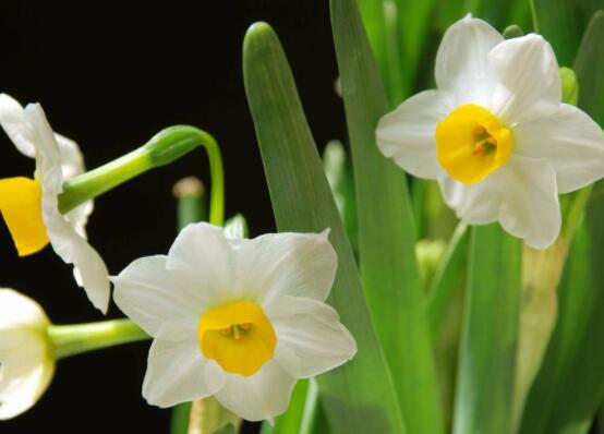 水仙花花语大全，代表着吉祥、祝福、坚贞的爱情