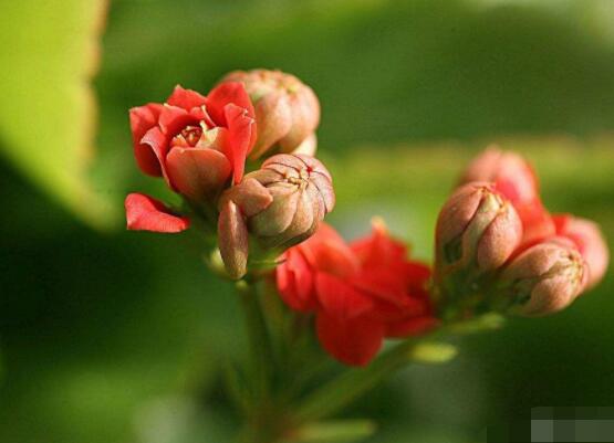 长寿花浇水方法，做到宁干勿湿、浇则浇透原则(生长期/花期)