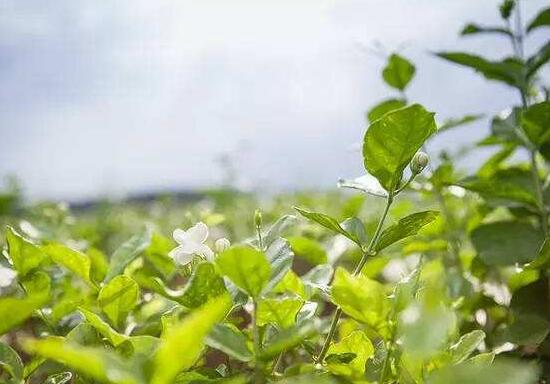 茉莉花掉叶子怎么办，四种原因以及解决办法