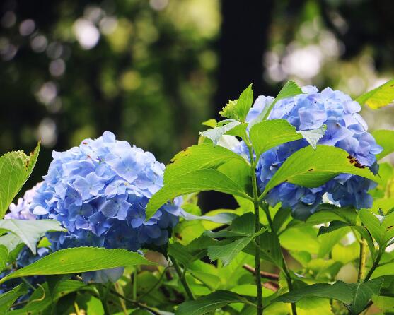 无尽夏和普通绣球的区别，教你两种最简单区别方法(花期/外观)