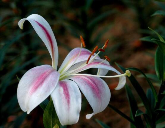 百合花开败后从哪里剪，从残花开始修剪保留球茎