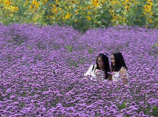 薰衣草与鼠尾草的区别，教你四种方法可变成火眼金睛