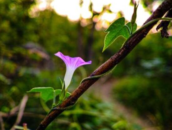 牵牛花什么季节开花，每年的夏秋开花(6-10月)