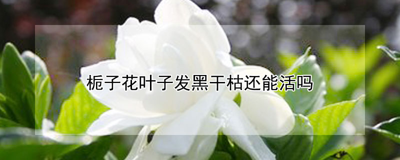 栀子花叶子发黑干枯还能活吗