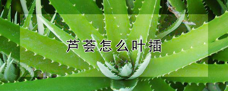 芦荟怎么叶插