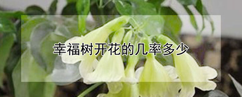 幸福树开花的几率多少