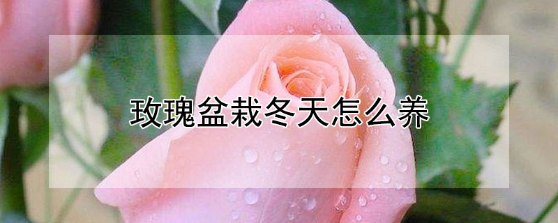 玫瑰盆栽冬天怎么养