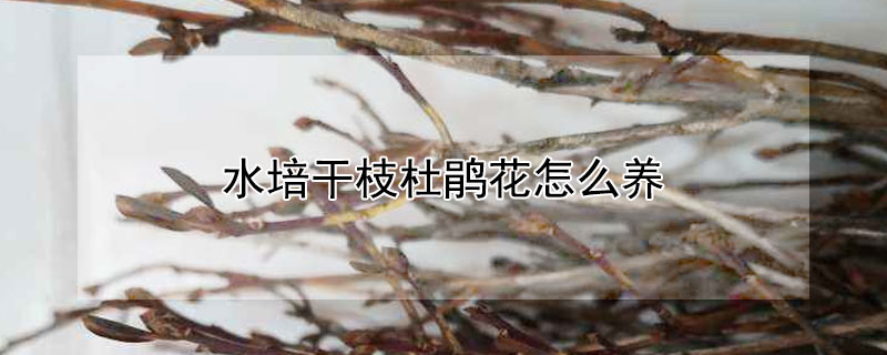 水培干枝杜鹃花怎么养