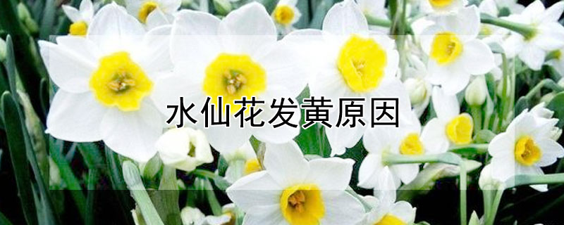 水仙花发黄原因