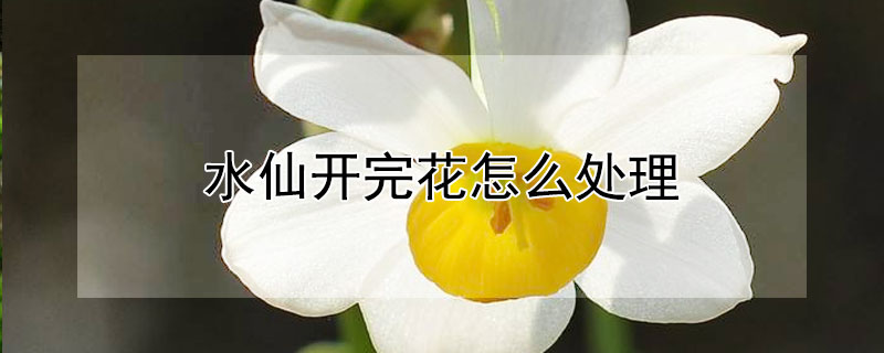 水仙开完花怎么处理