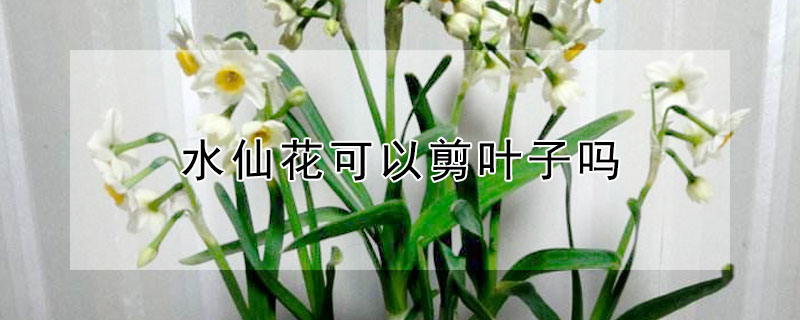 水仙花可以剪叶子吗