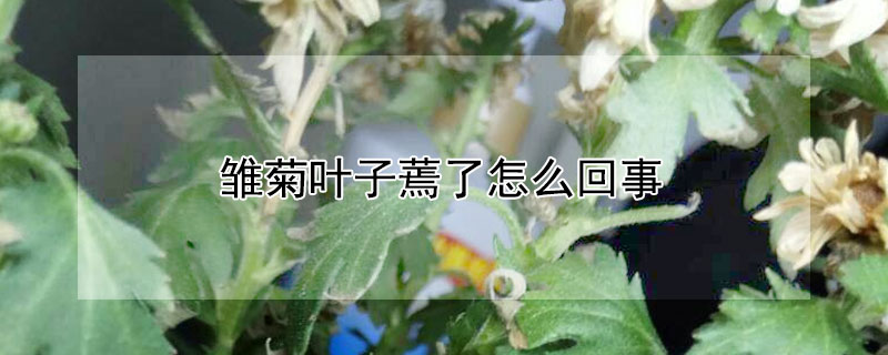 雏菊叶子蔫了怎么回事