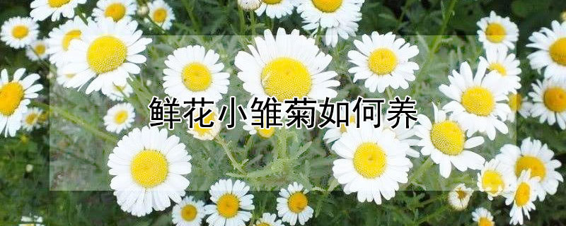 鲜花小雏菊如何养