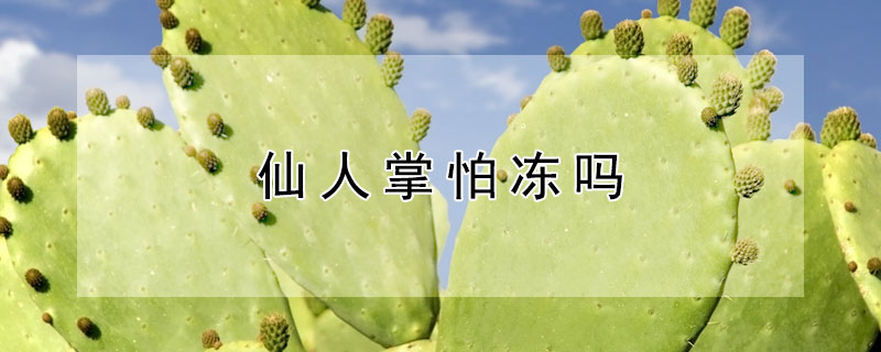 仙人掌怕冻吗