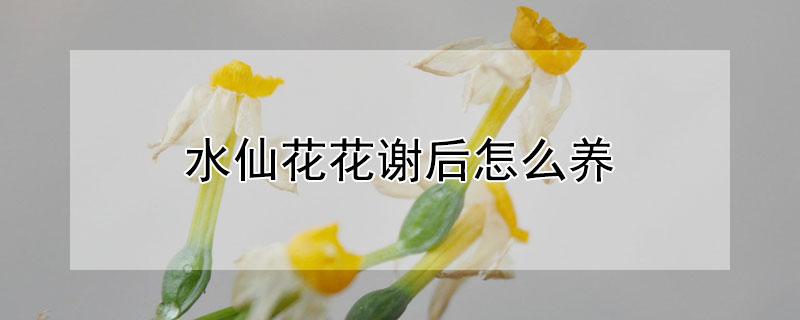 水仙花花谢后怎么养