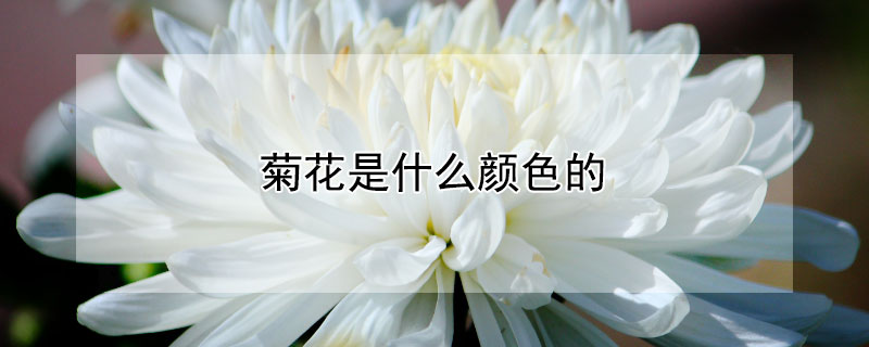 菊花是什么颜色的