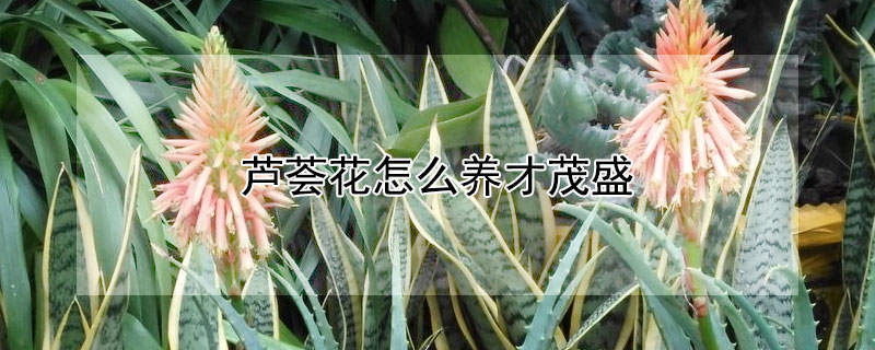 芦荟花怎么养才茂盛