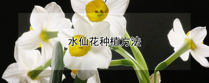 水仙花种植方法