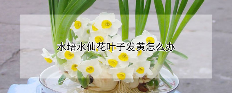 水培水仙花叶子发黄怎么办