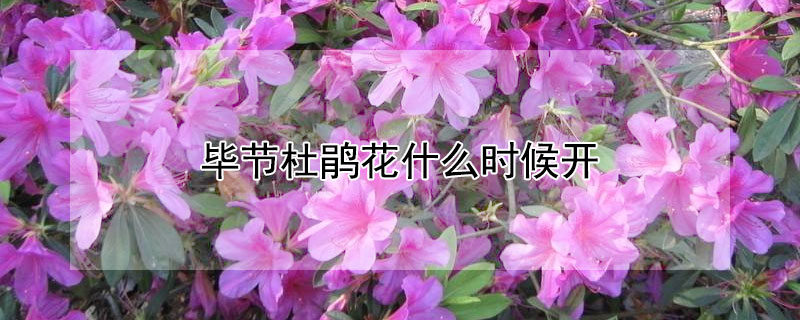 毕节杜鹃花什么时候开