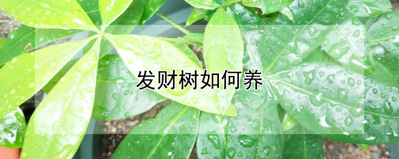 发财树如何养