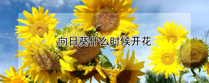 向日葵什么时候开花