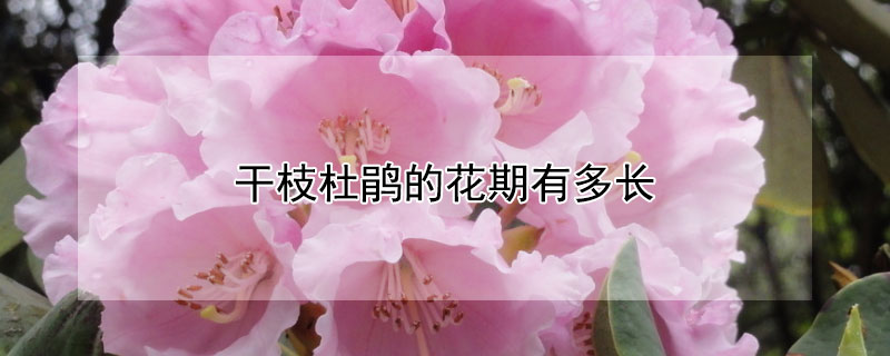 干枝杜鹃的花期有多长