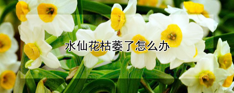 水仙花枯萎了怎么办