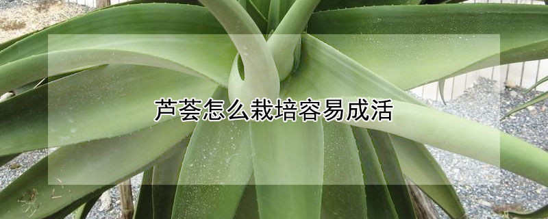 芦荟怎么栽培容易成活