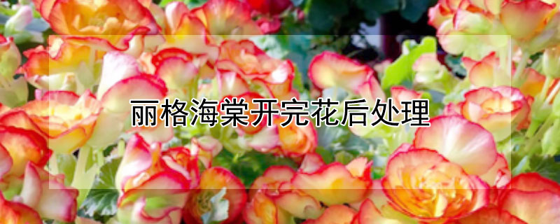 丽格海棠开完花后处理