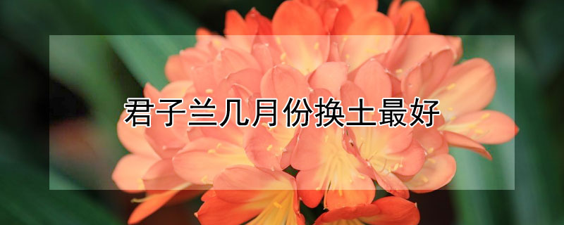 君子兰几月份换土最好