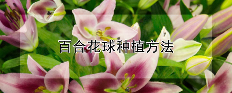 百合花球种植方法