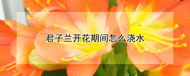 君子兰开花期间怎么浇水