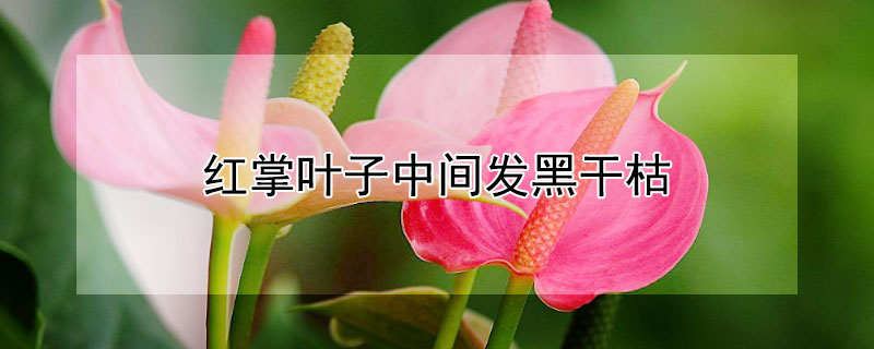 红掌叶子中间发黑干枯