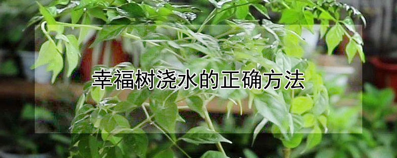 幸福树浇水的正确方法