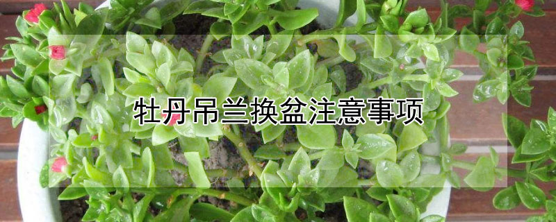 牡丹吊兰换盆注意事项