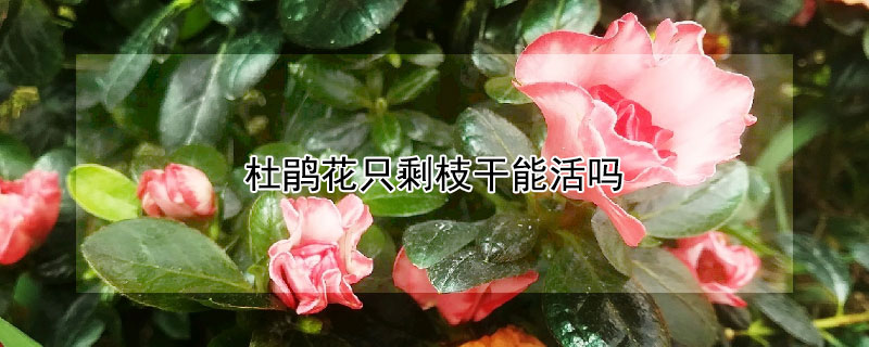 杜鹃花只剩枝干能活吗