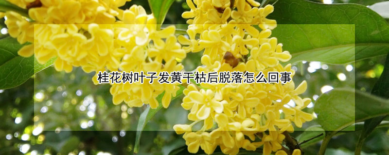 桂花树叶子发黄干枯后脱落怎么回事