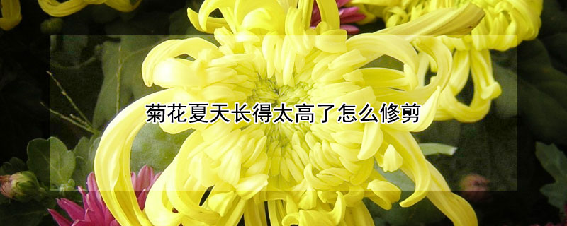 菊花夏天长得太高了怎么修剪