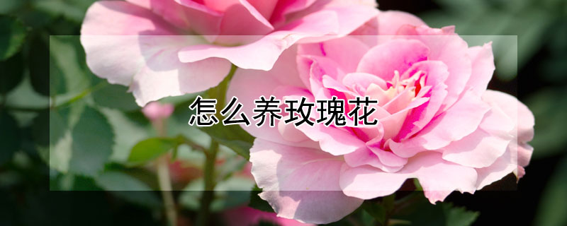 怎么养玫瑰花