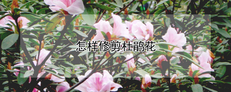 怎样修剪杜鹃花