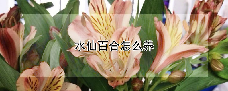 水仙百合怎么养