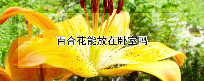 百合花能放在卧室吗