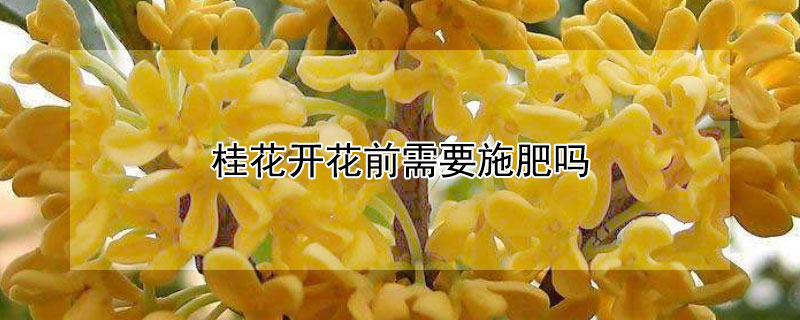 桂花开花前需要施肥吗