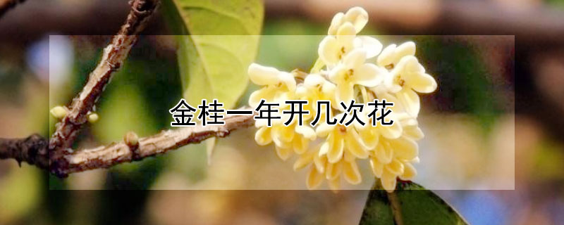 金桂一年开几次花