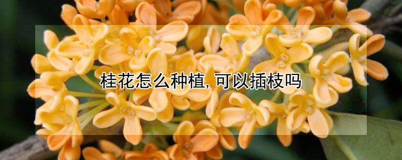 桂花怎么种植,可以插枝吗