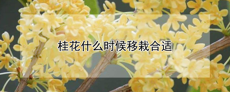 桂花什么时候移栽合适